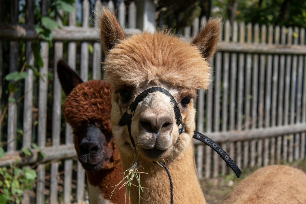 alpaca owner's conference
