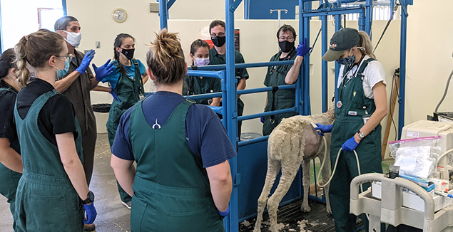 Spit Happens: Learning Camelid Healthcare in the Field