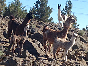 llamas outside