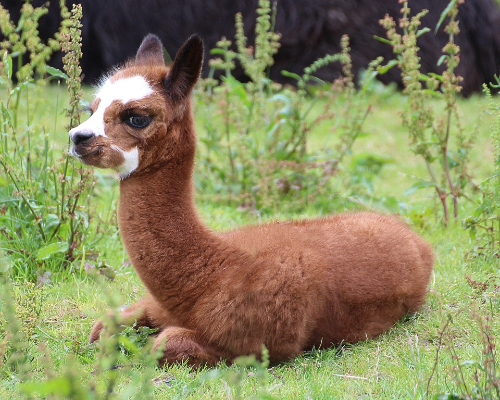 alpaca baby