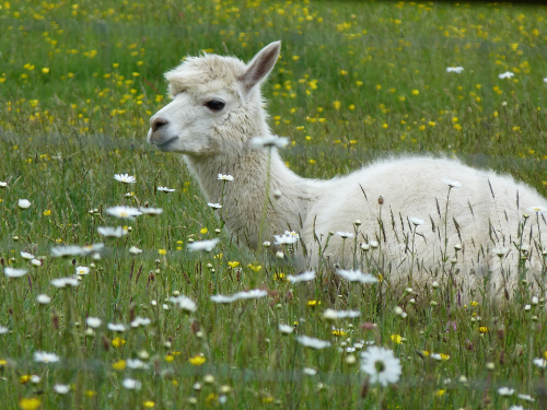 alpaca laying down in the grass