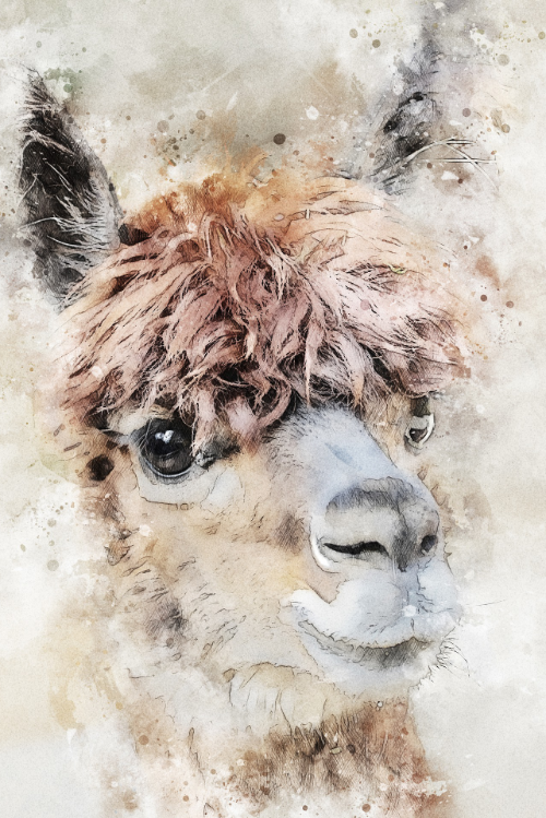 alpaca painting Northwest Camelid Foundation