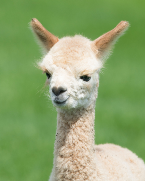 cria baby alpaca