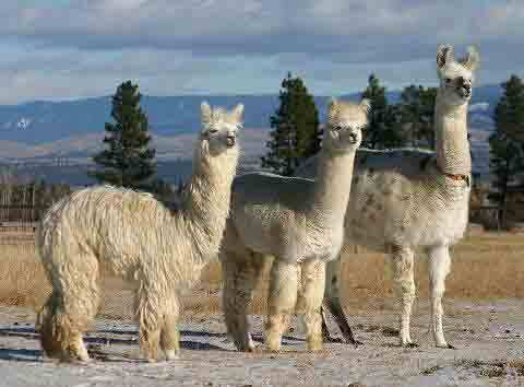 NW Camelid Foundation Oregon USA