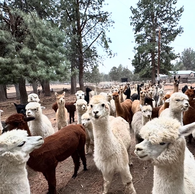 alpacas