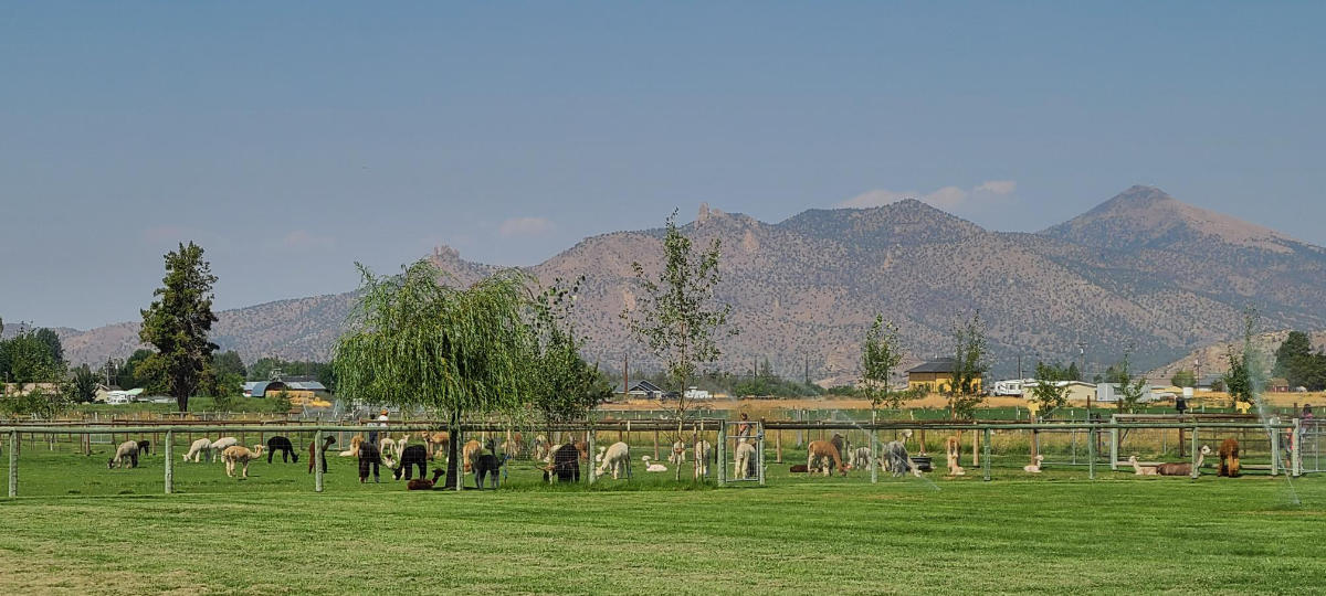 alpacas at the ranch