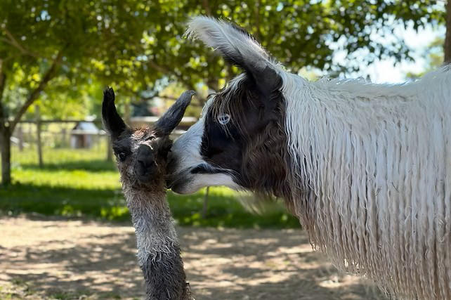 Llamas frog pond farm