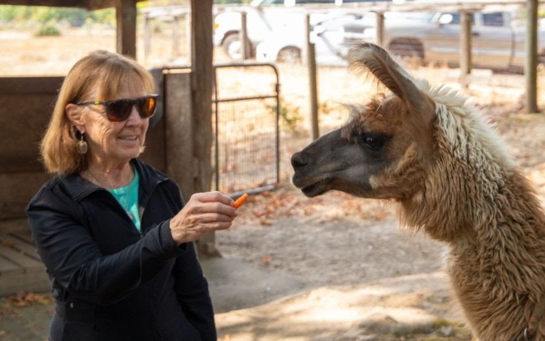 Dean Tornquist giving a treat to llama