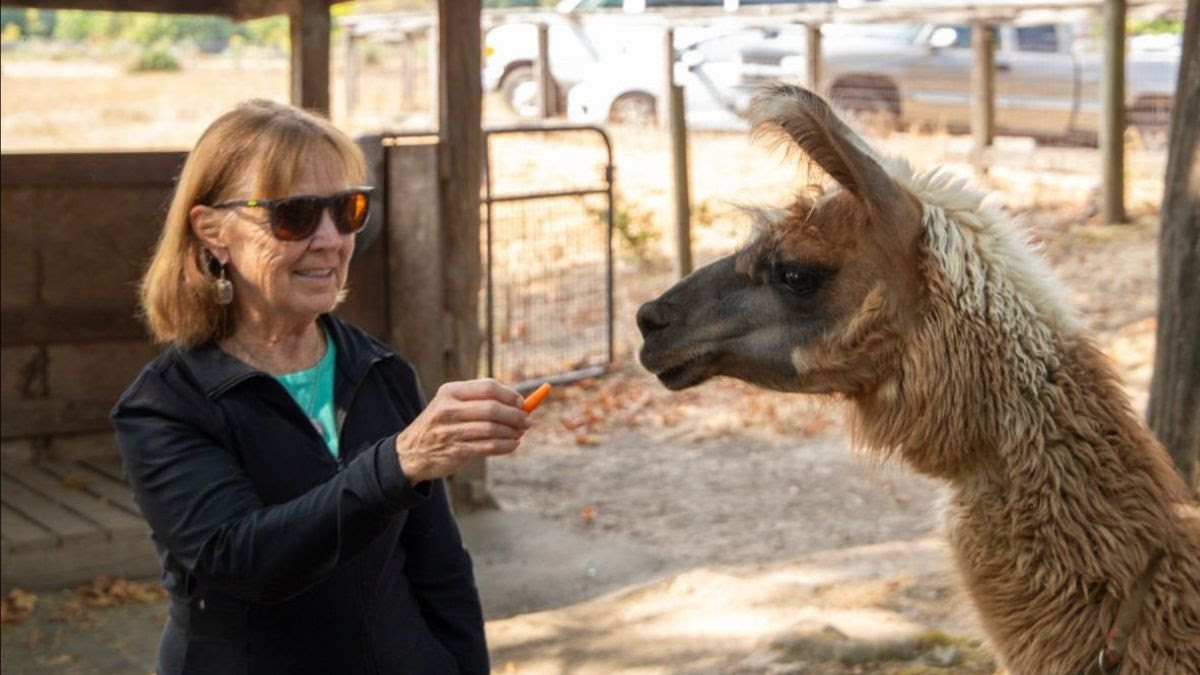 Dean Tornquist giving a treat to llama